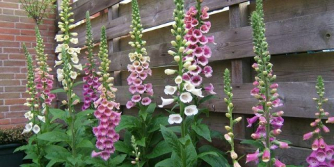 Digitalis: kdy zasadit sazenice semeny, jak pěstovat, foto